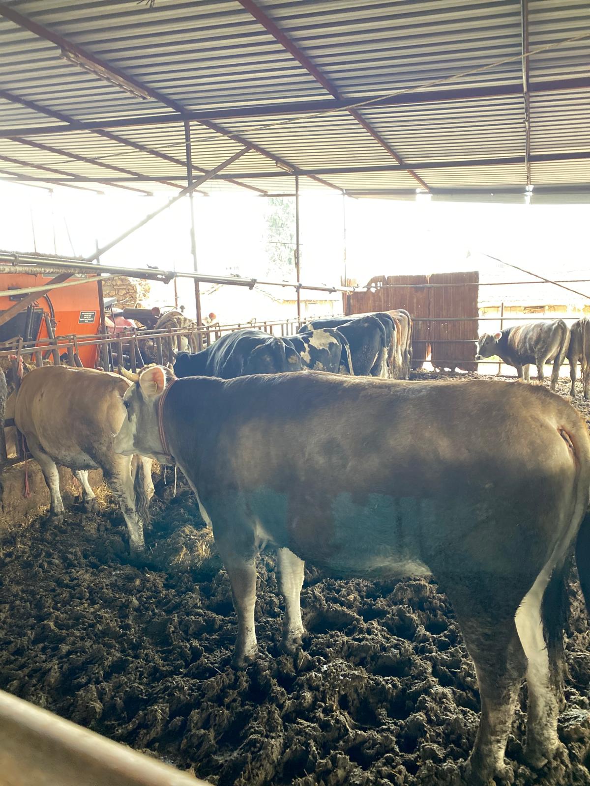 Gara Kerim Besi Çiftliği